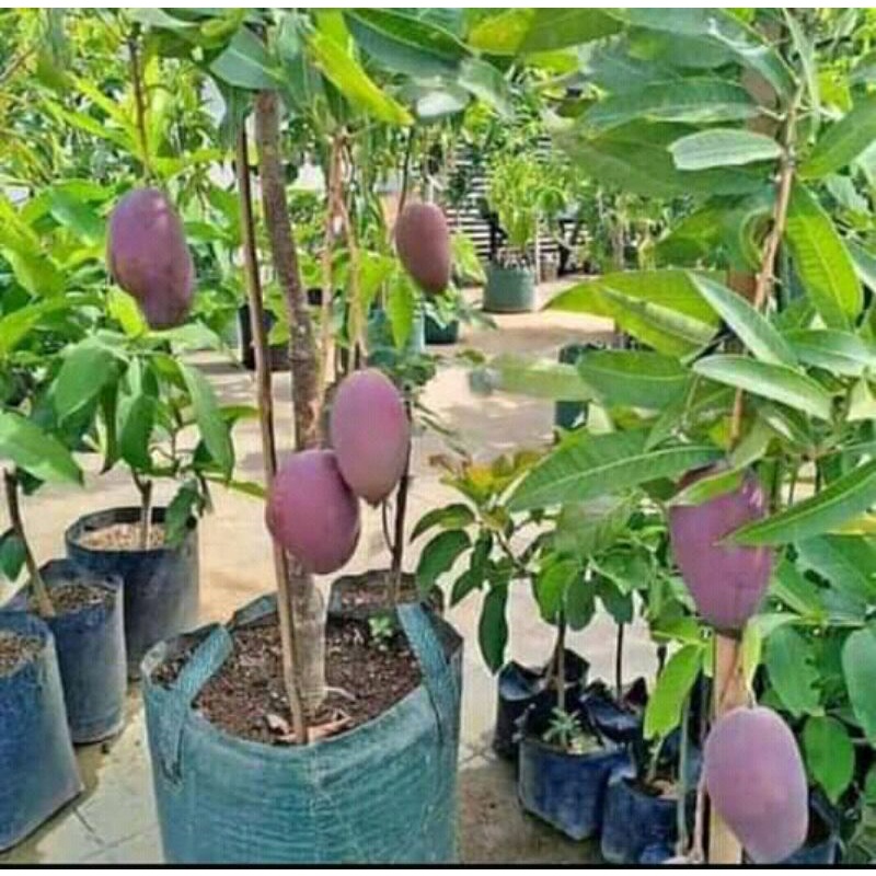 Bibit Mangga Irwin Okulasi Cepat Berbunga Dan Berbuah