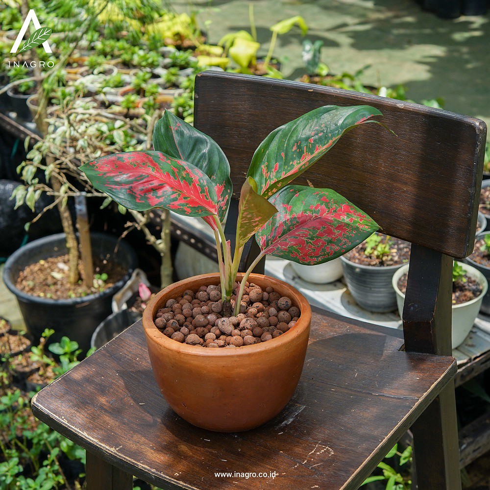 AGLAONEMA SUKSOM
