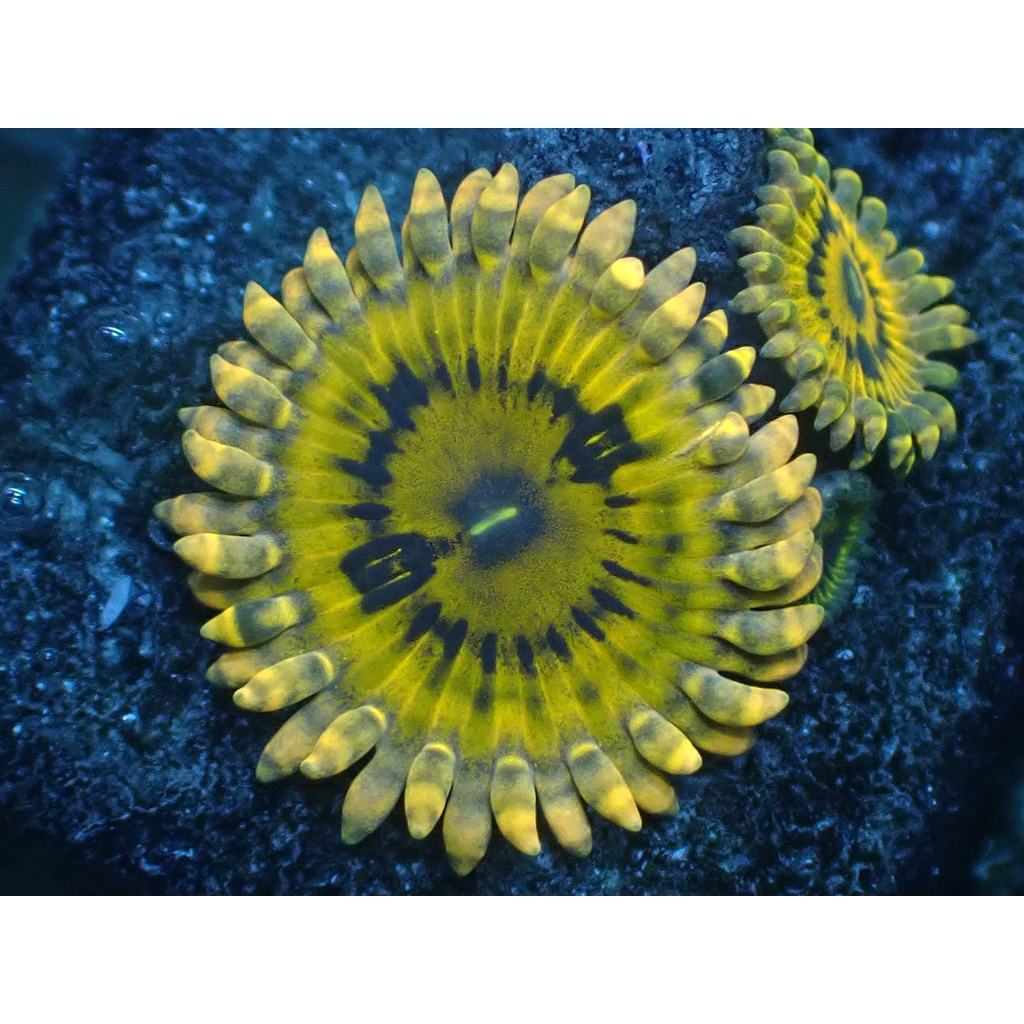 Zoa Frag 2 (Kuning/Yellow)