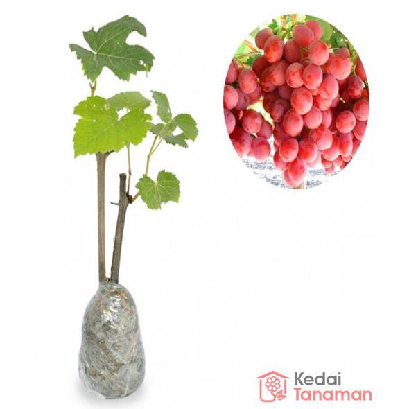 terbaru^ tanaman buah anggur merah t4b