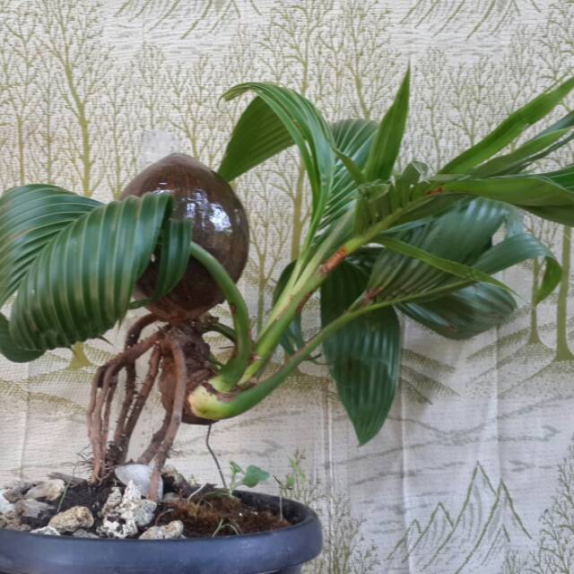 Bonsai kelapa minion nungging