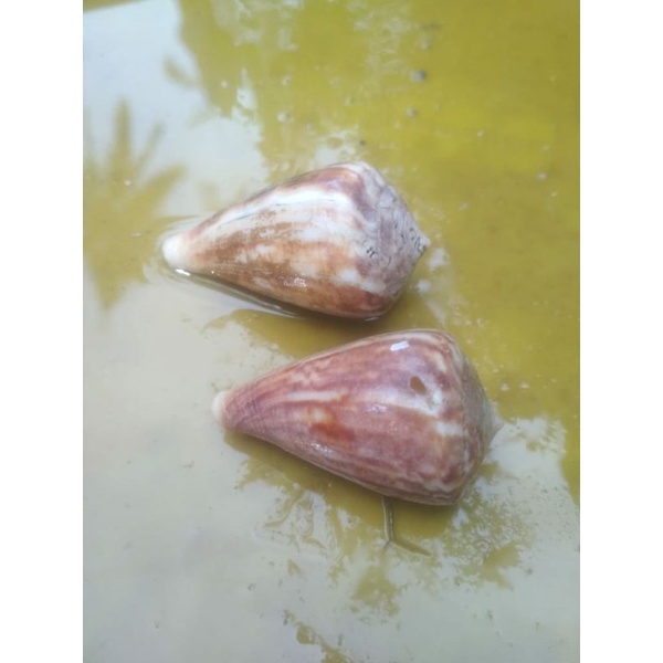 cangkang kumang 4pcs umang laut/hiasan aquarium/bahan kerajinan