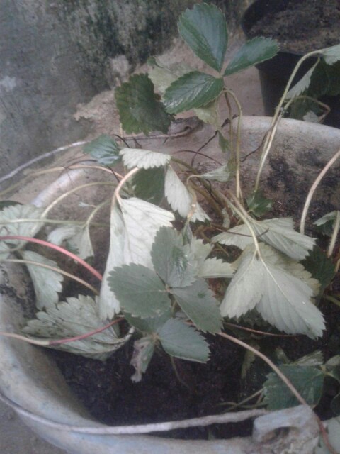 Yang Lagi Hits Dicari Gan Termurah Xman James Man Kemeja Pria Cowo Kantor Kasual Formal Lengan I.625