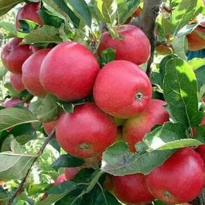 Re5T0Ck Bibit Tanaman Buah Apel Red Caroline