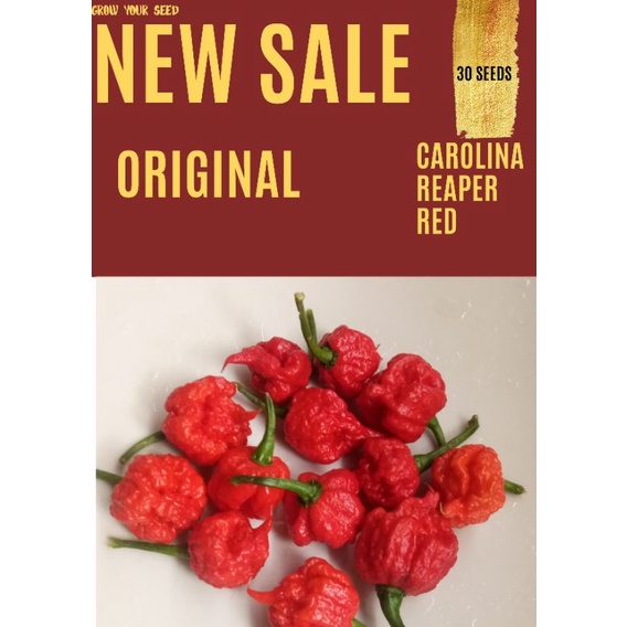 Biji Benih Cabai ASLI 100% SORTIR TERBAIK CAROLINA REAPER RED Cabe Karolina riper merah