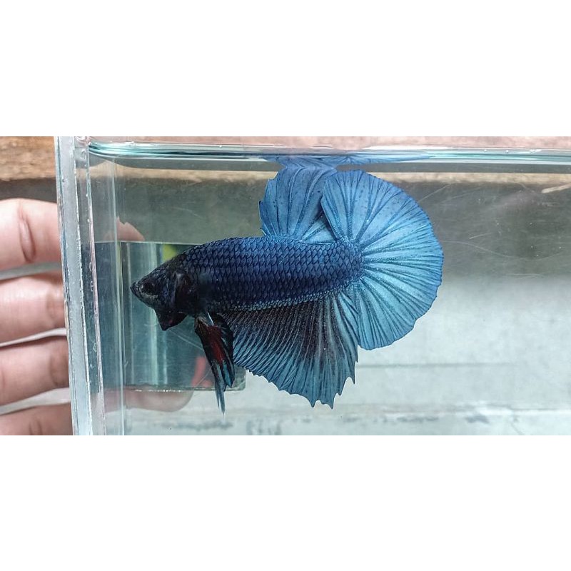 IKAN CUPANG GIANT BO 4,5 CM