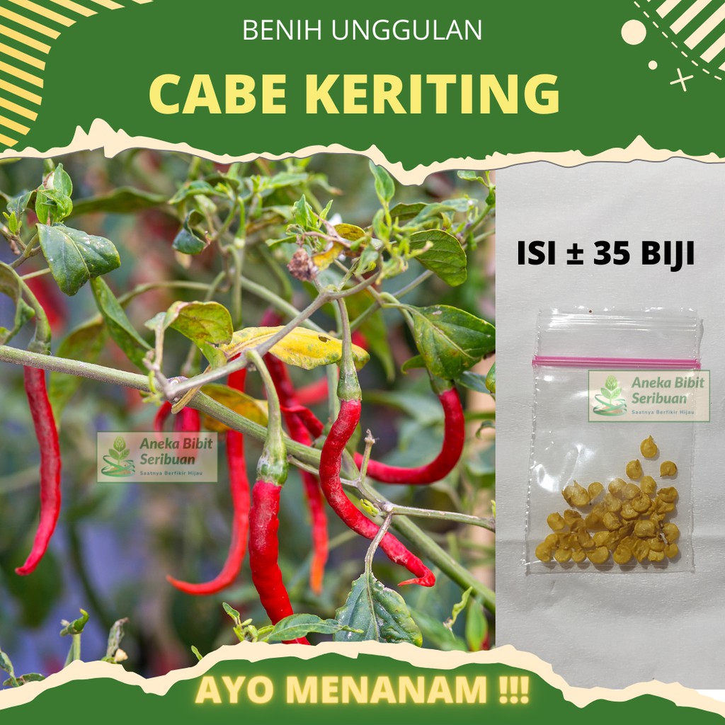35 Biji - Benih Cabe Merah Keriting Bibit Sayuran Cabai Unggul Berkualitas Tanaman Sayur Seribuan