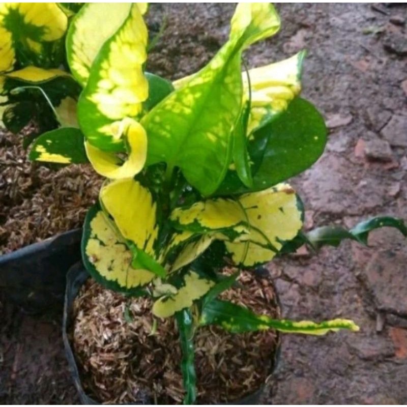 tanaman hias puring apel Andromeda