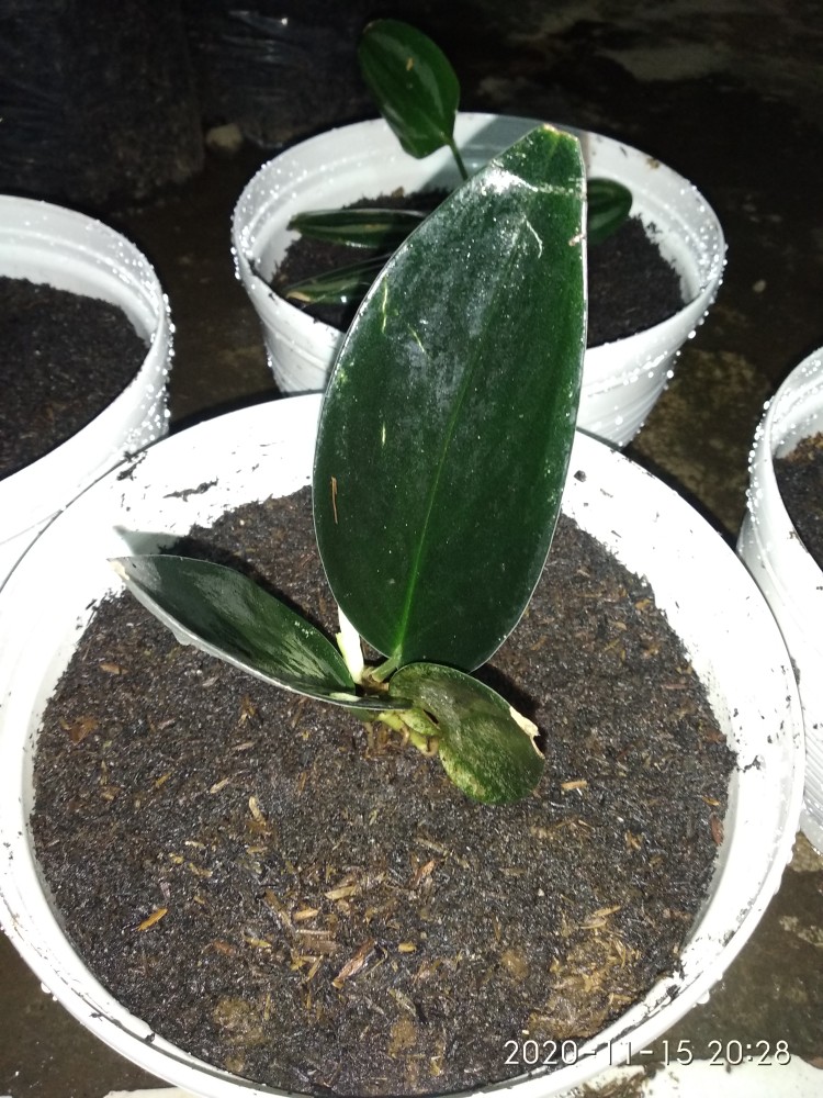 Scindapsus Trubii Drak