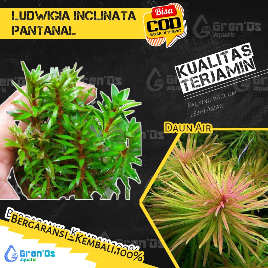 Ludwigia Ludwegia Inclinata Var Cuba - Tanaman Tumbuhan Stamp stem Aquascape