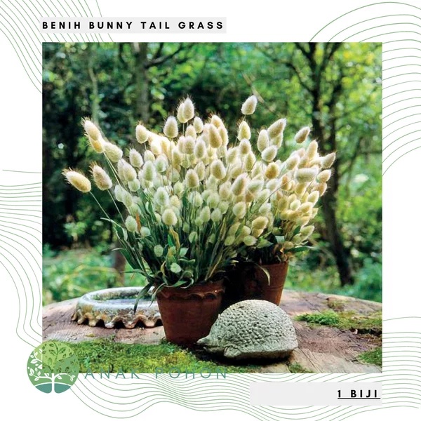 Benih Bibit Biji - Rumput Ornamental Bunny Tail White Grass (Lagurus ovatus) Seeds - IMPORT