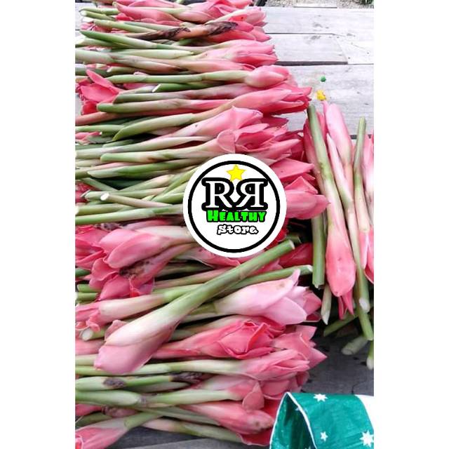 

Bunga kecombrang/honje segar 500gr