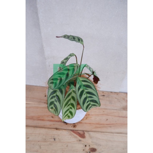 PROMO!! Tanaman Hias Calathea Stromata -  kalatea sepat - burlmaxii - BAKUL KEMBANG