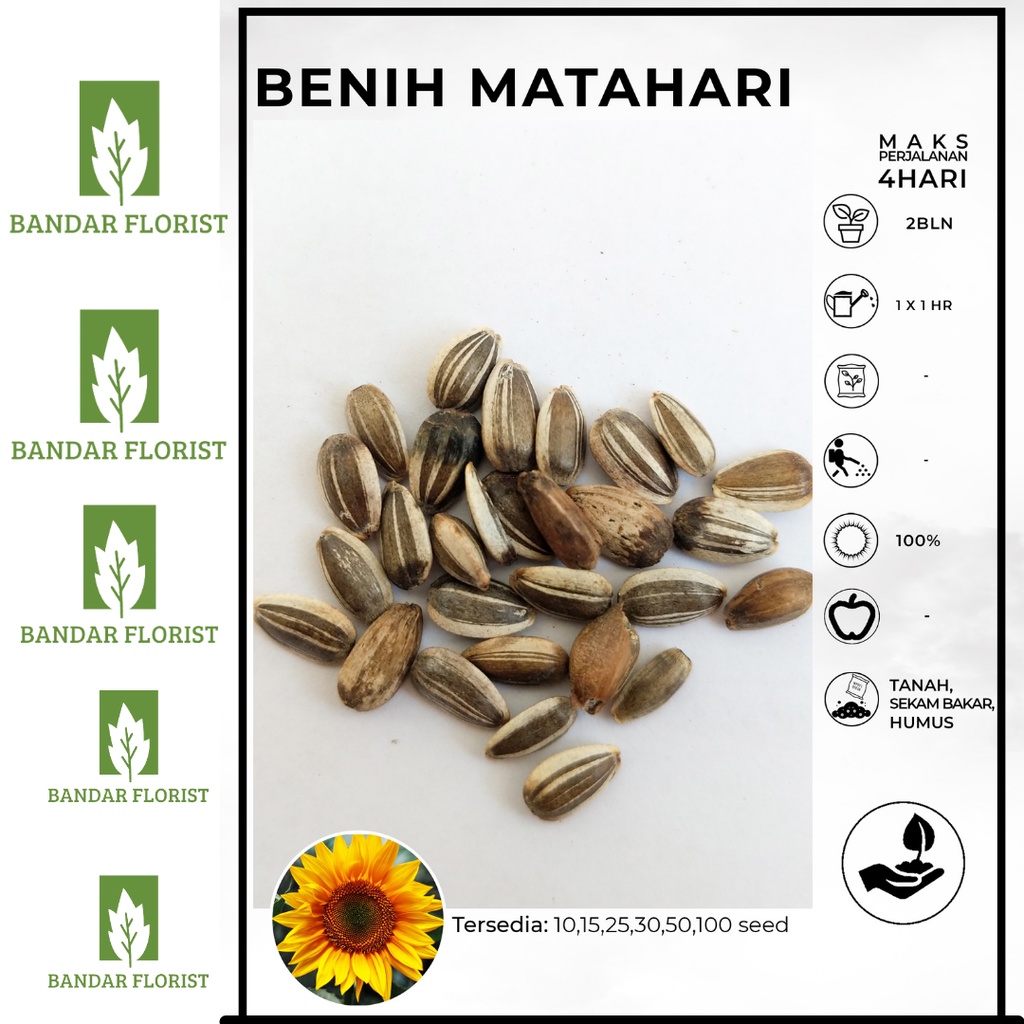 benih biji bunga matahari
