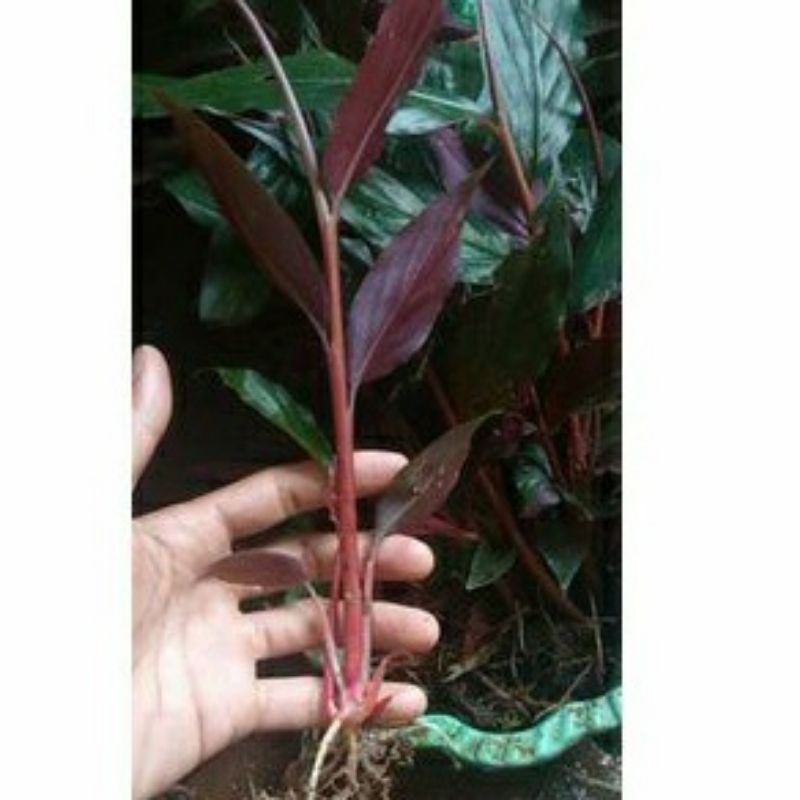 bibit honje merah laka beli 2 gratis 1