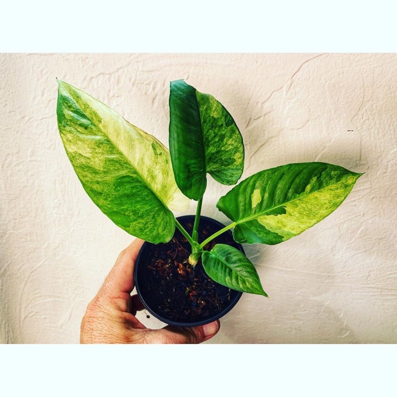 schismatoglottis varigata sp borneo