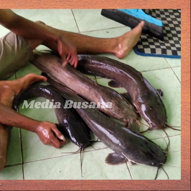 Terbaru  Essen Esen Ikan Lele Galatama Lele Ampuh Paling Jitu Irex Merah Umpan Galatama Gt Harian Le