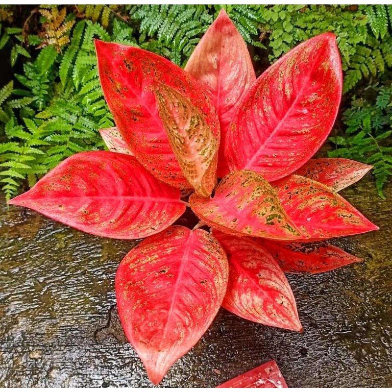 Aglonema Legacy Super Red ( Tanaman Hias Aglonema Red Legacy Termurah ) BISA COD ✅