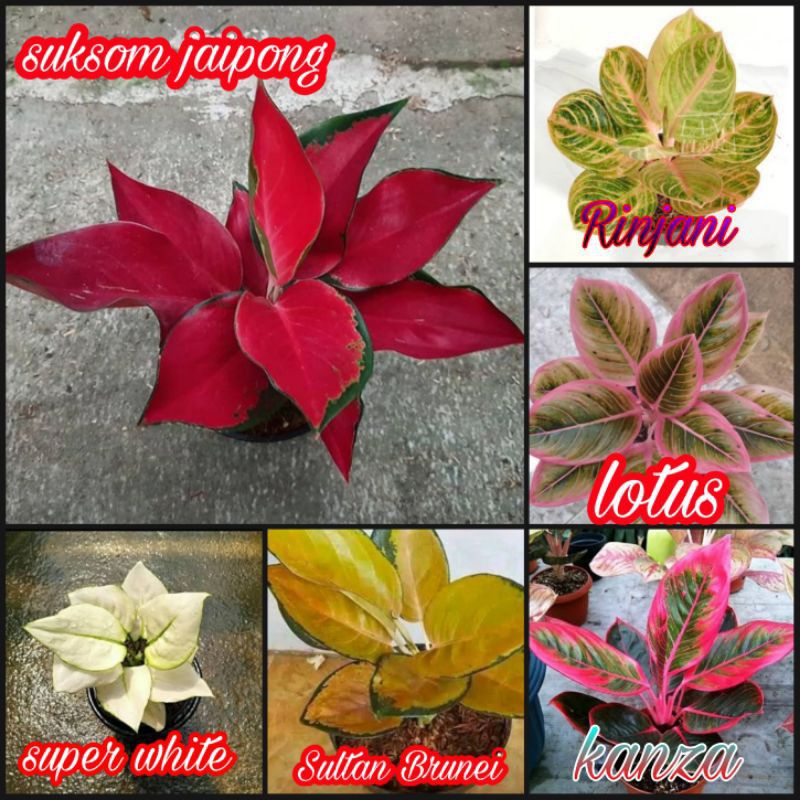 Tanaman hias bibit bonggol Aglonema | Paket 6 bibit bonggol Aglonema