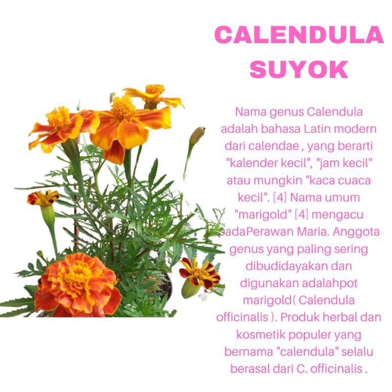 PROMO TANAMAN HIAS BUNGA CALENDULA SUYOK ORANGE KUALITAS SUPER | COD