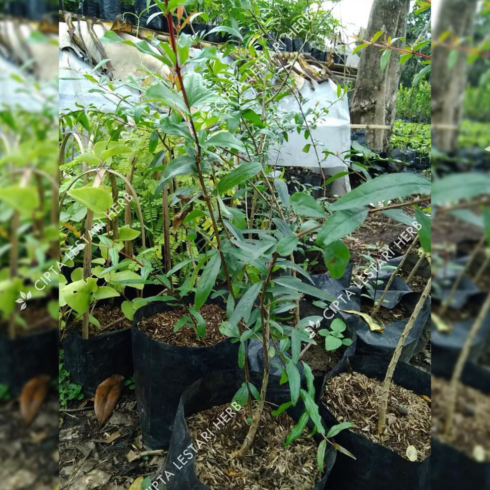 Bibit Delima Hitam Pohon Delima Hitam Bibit Buah Delima Hitam Pohon Buah Delima Hitam Cl3R