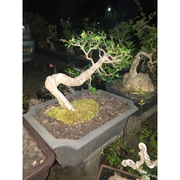 Bonsai hokianti
