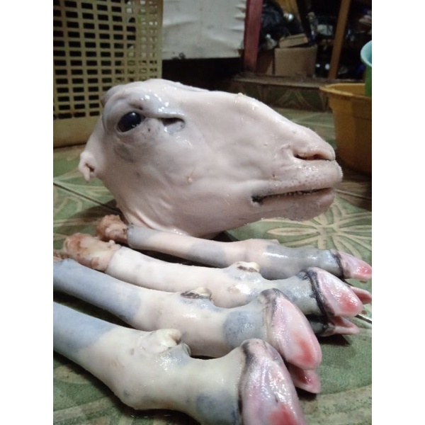 

Kepala Kambing / Domba fresh sudah bersih