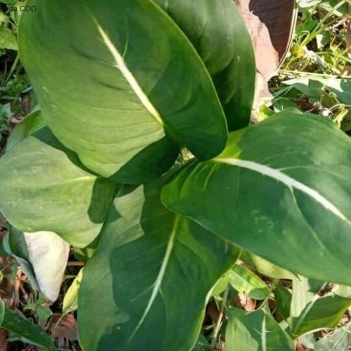 Pohon Blanceng Neon Tanaman Hias Indoor Blanceng Neon