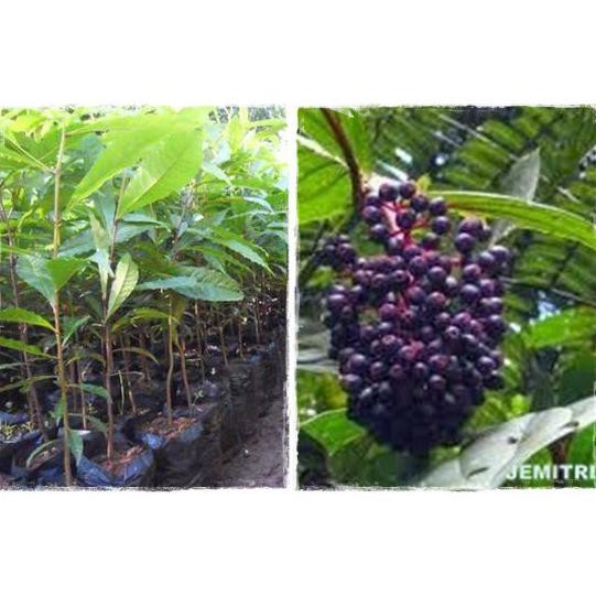 Bibit jenitri promo dapat 10 pohon