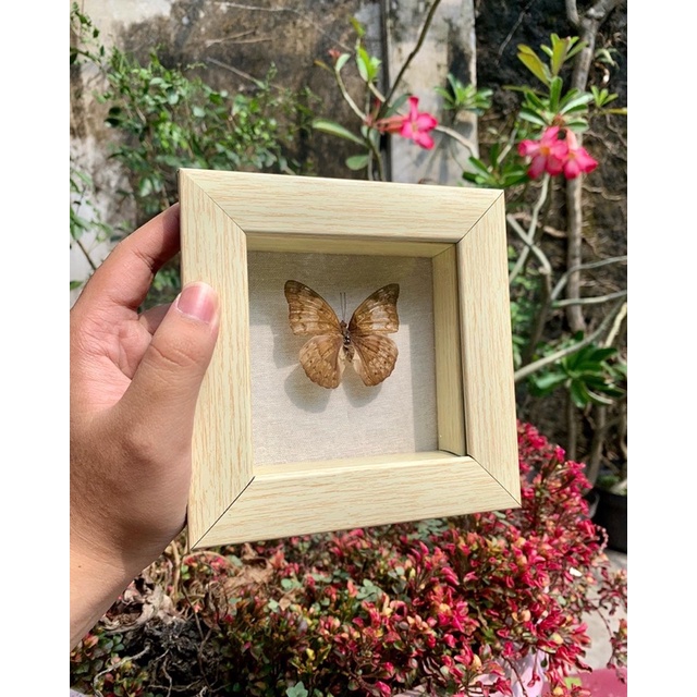 Insektarium Kupu Kupu / Awetan Serangga