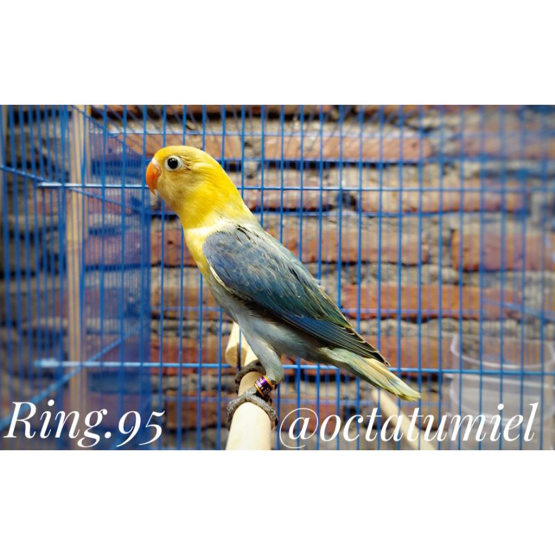 Lovebird PB Violet / Opaline Parblue Violet dna Betina Ring.95