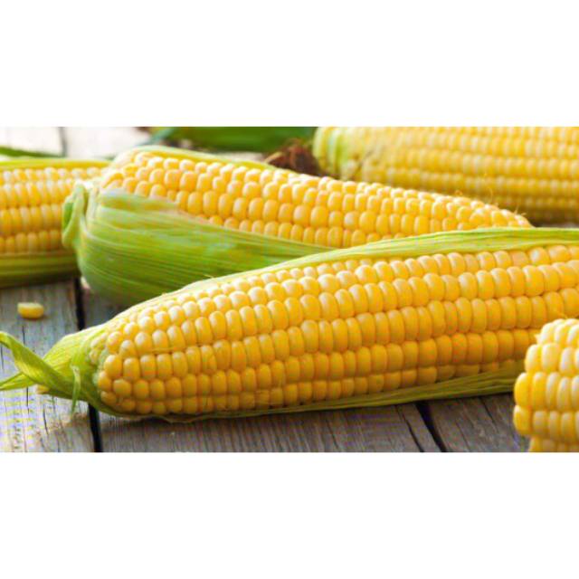 

JAGUNG MANIS SEGAR HARGA PER 3 BUAH