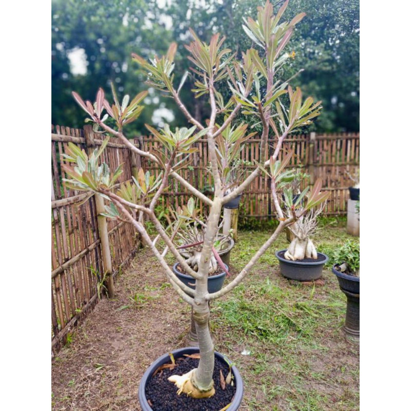 Benih Biji Somalen Avatar 10 biji