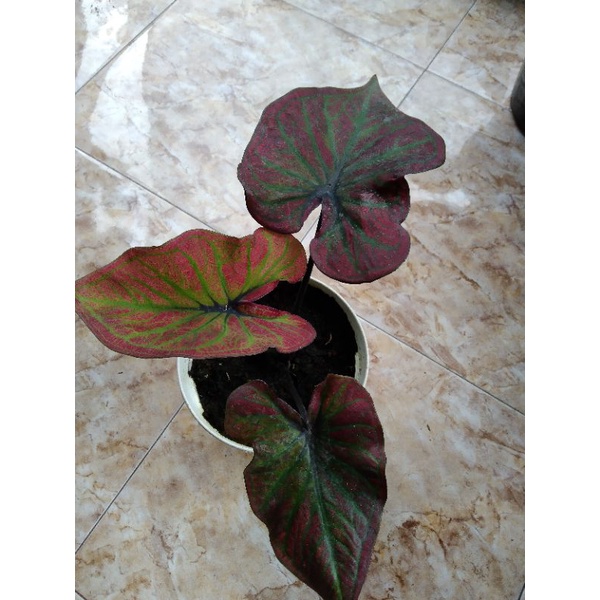 caladium hibrid H51(ori biji)