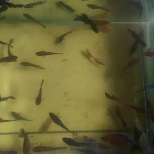 Ikan cupang hias murah