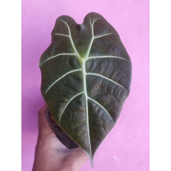 Tanaman hias alocasia watsoniana (Rawatan)