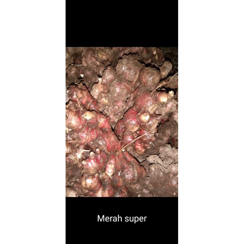 

jahe merah 1 kl