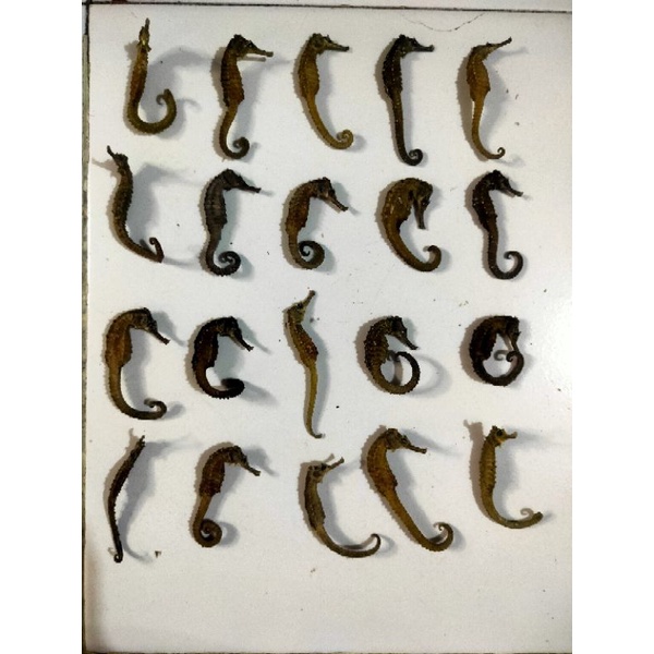 

kuda laut