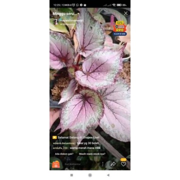 begonia pink thailand