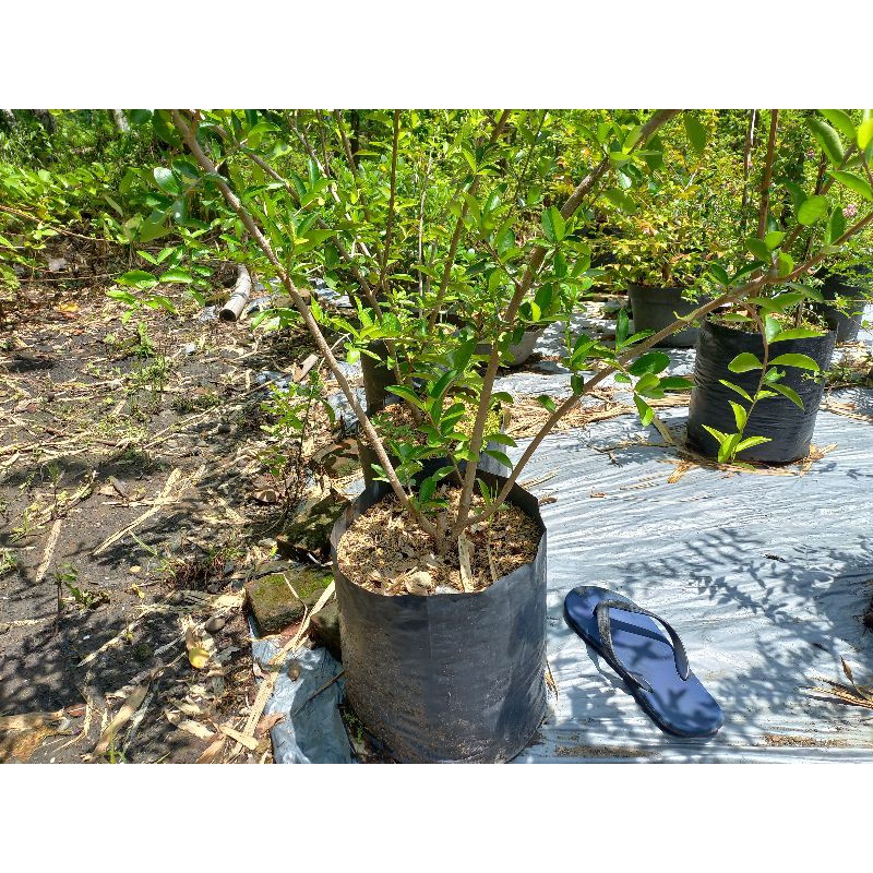Tanaman sianci Cherry Barbados