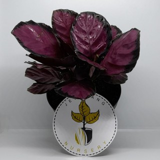 TANAMAN HIAS CALATHEA CRIMSON IMPORT THAILAND BUNGA HIAS TANAMAN HIAS CALATHEA CRIMSON IMPORT THAILAND BUNGA HIAS