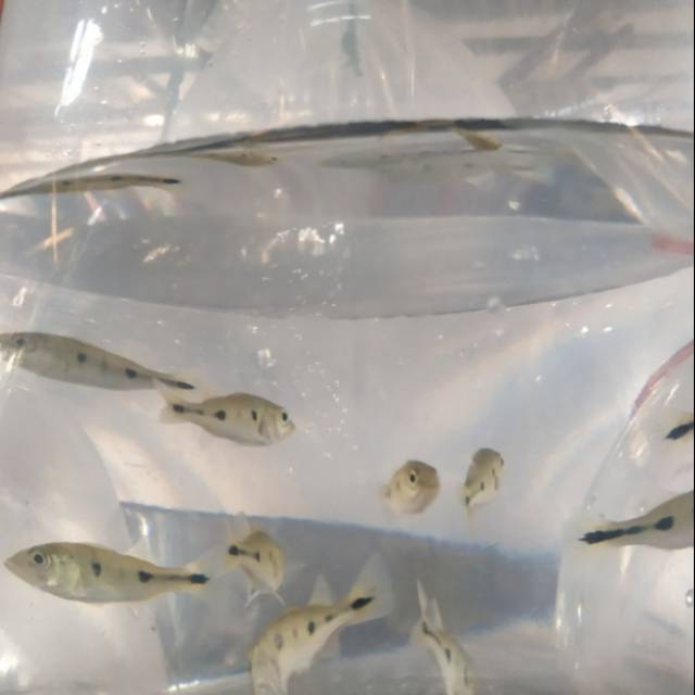 Pibass manocolus size 5/6cm