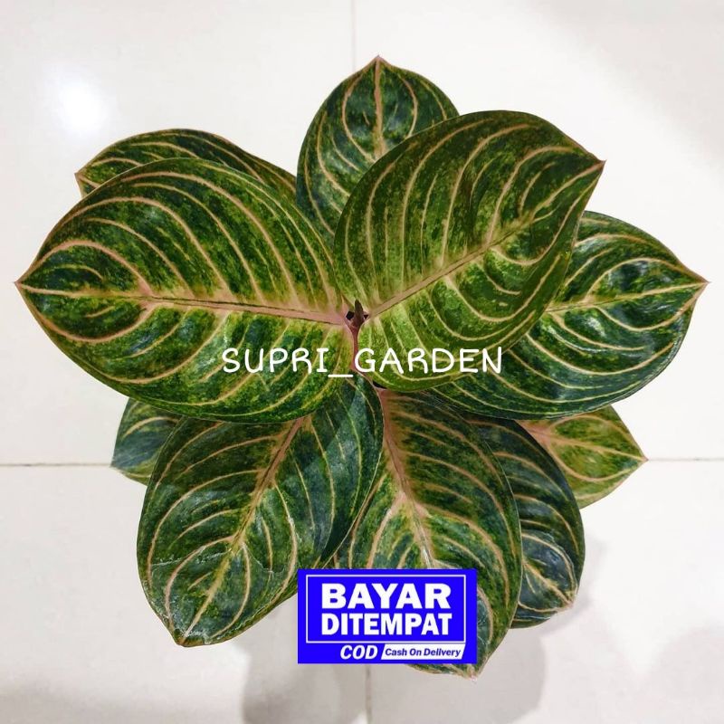 tanaman hias Aglonema rinjani-Baby aglonema rinjani