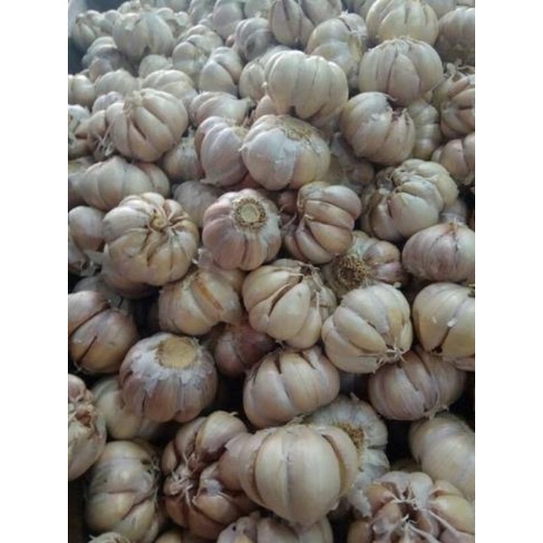 

bawang putih banci 500gram