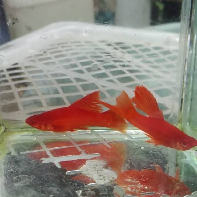 Swordtail bloodred hifin pasangan