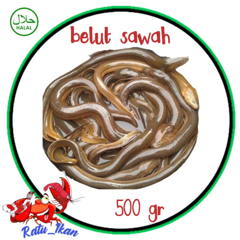 

belut sawah [500gram] ratu ikan