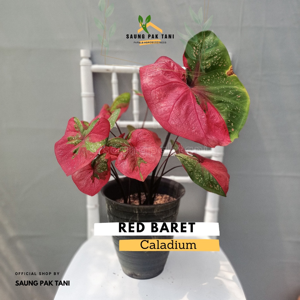 Keladi Baret Merah / Caladium Red Baret / Red Baret / Caladium