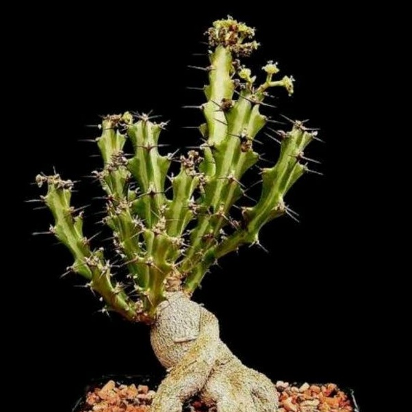 Euphorbia Knutii Sukulen Bonggol Unik