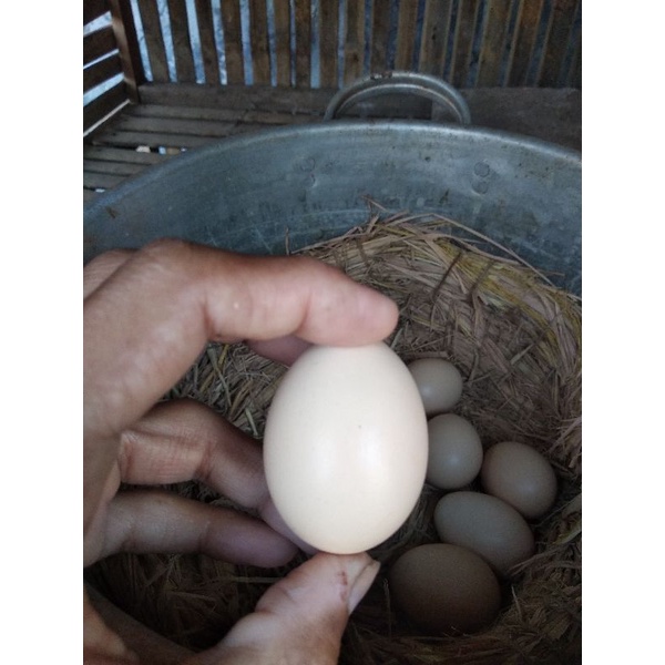 

Telur ayam kampung asli