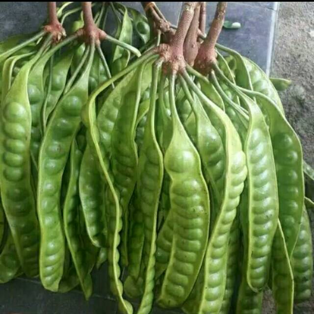 

Petai / papan